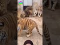 Lion And Tiger Who Truly Rules The Jungle Animals Wildtv Wildlife Lion Panda Animalworld Lion And Tiger Who Truly Rules The Jungle Animals Wildtv Wildlife Lion Panda Animalworld