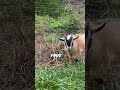 Come along as we introduce you to our hilarious and affectionate goats! 🐐❤️ #goat #animals
