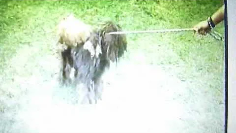 BAN Geraldine Robertson from owning animals again