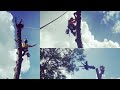DRT TreeClimbing with ZigZag Compression Rigging and Dismantle/Removal of Pin Oak 2