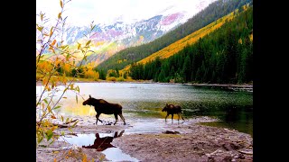 MOOSE FAMILY AT MAROON BELLS, COLORADO