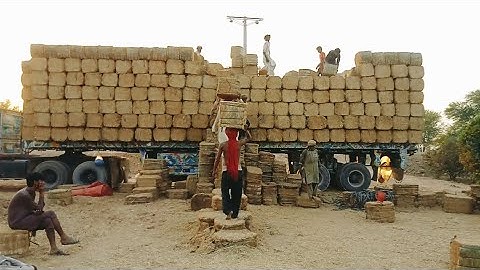 How to loading Trucks for wheat straw Bundle #cute #beautiful
