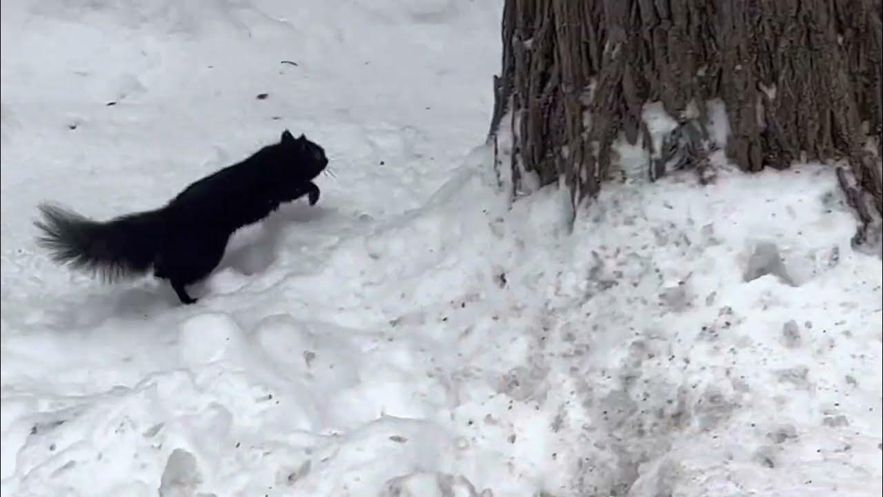 Action adventure squirrel mating chase YouTube