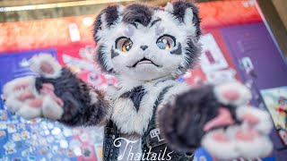 Furry tiger Gintan at Thaitails！！！
