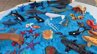 Jeremy Does Sea Toys On The Beach!  Sharks, Whales, Crabs, Fish and more Collection!