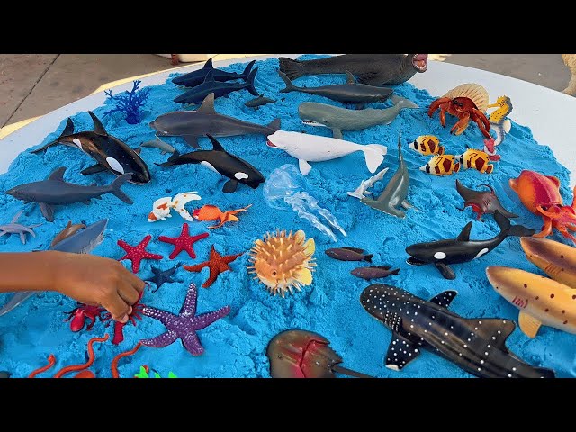 Jeremy Does Sea Toys On The Beach!  Sharks, Whales, Crabs, Fish and more Collection! class=