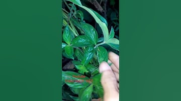 lưu lại khi cần! cách chữa bệnh dạ dày bằng cây Dạ cẩm | thảo dược việt