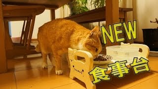 新しい食事台で食事するねこ  Cat To Dine At The New Dining Table