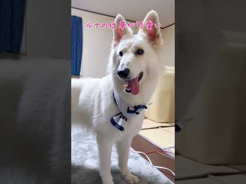 【ホワイトシェパード】話しかけた時の仕草が可愛くて好き #ホワイトスイスシェパード  #大型犬 #shorts