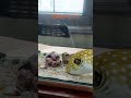 [サザナミフグ]ふぐ太　水槽の仲間たちと食事　 #Shorts #フグ #アクアリウム