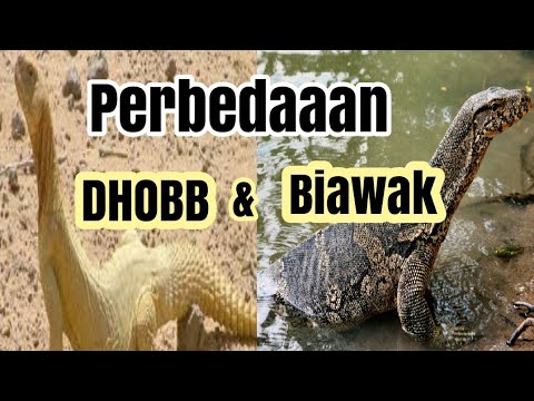 Perbedaaan Dhob dan Biawak | Ustadz Fadlan Fahamsyah, Lc. MHI.