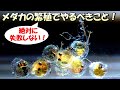 初心者でも失敗しない！メダカの繁殖（産卵～孵化）で絶対にやるべきこと3選