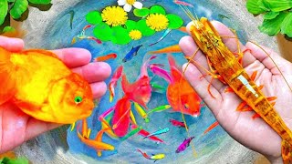 Catch Unique Little Frogs | Catching And Finding A Lot Of Beautiful Baby Koi Fish, Angel Fish#28