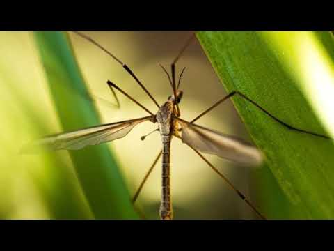 Crane Flies, listening TRINITY B1, task 1.