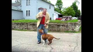 Ohio Dog Training - Pit Bull Ohio Obedience in Bootcamp - Dog Trainer by Dog Trainer 398 views 9 years ago 5 minutes, 8 seconds