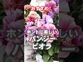 今年植えたい!パンジービオラおすすめ品種 #shorts #パンジー #ビオラ #ガーデニング