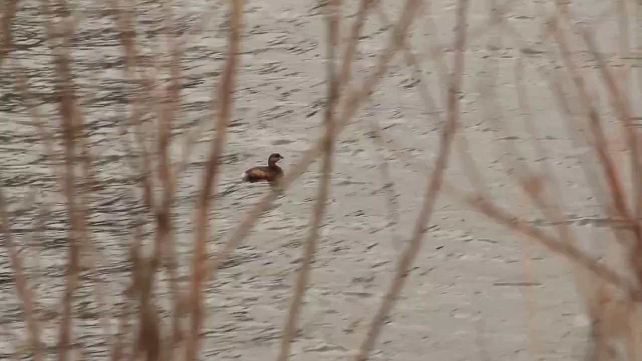 Pied-billed Grebe 2016 lys