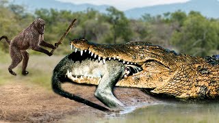 Baby Monkey Went Down To The River To Drink Water And Was Suddenly Bitten By A Fierce Crocodile