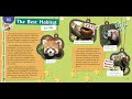 Red Panda Habitat Quiz