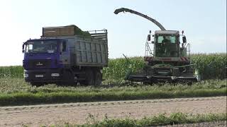 Беларус: уборка кукурузы на силос. два  CLAAS  Jaguar 870 и мАзы