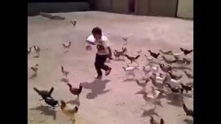 Attaque d'un Enfant par les Poules.