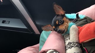 One day in the life of the Russian toy terrier. Big dog