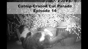 Catnip-Crazed Cat Parade Episode 14