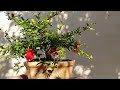 granado enano bonsai, poda de otoño y alambrado