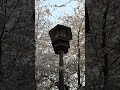 SEATTLE CHERRY BLOSSOMS