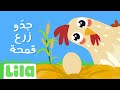 جدّو زرع قمحة 🌾 ليلا تي في