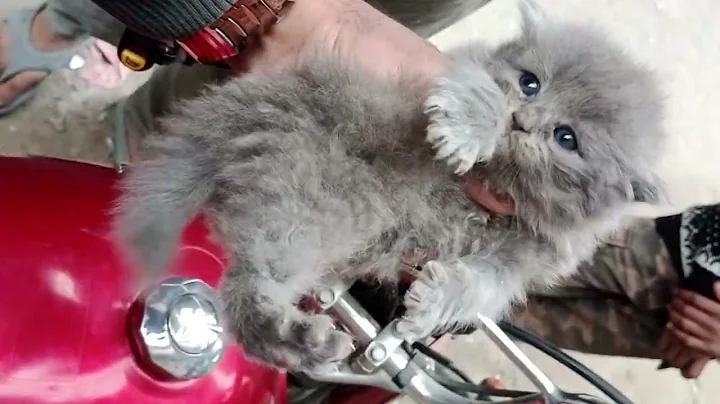 Video 10735261: persian kitten catlover pets, persian gray kitten, persian male kitten