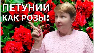 Такие супер махровые ПЕТУНИИ от роз не отличишь. Что выбрать?