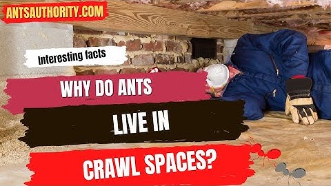 Why Do Ants Live In Crawl Spaces?