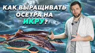 Что НЕОБХОДИМО ЗНАТЬ о выращивании ОСЕТРА НА ИКРУ? | Разведение рыбы как БИЗНЕС