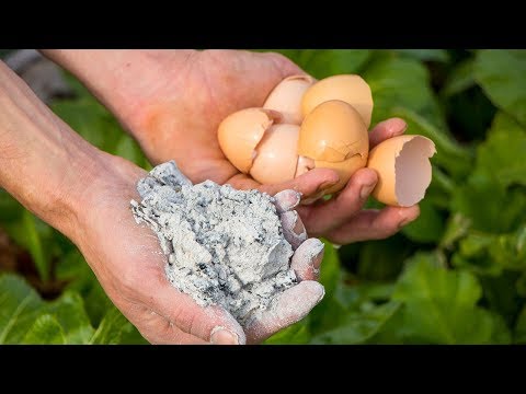 Video: Eiervrugblomdruppel: waarom eiervrugbloeisels afval