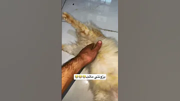بزونتي ماتت اترحموله 