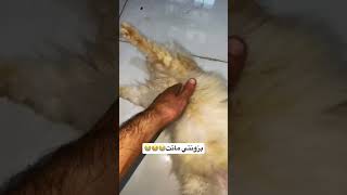 بزونتي ماتت😭😭😭اترحموله