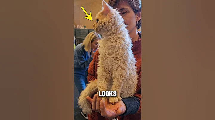 Video 11394491: rex, fluffy cat, cat walk, cat girl