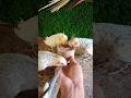 Adorable cockatiel singing 🐦😍 #shorts #cockatiel #yellowcockatiel48