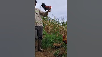 gà rừng mã vàng phi cực nhanh.qaib qus daj zoo nkauj