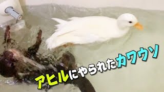アヒルにバカにされるカワウソの取った行動に驚愕した！The action that an otter licked by a duck had