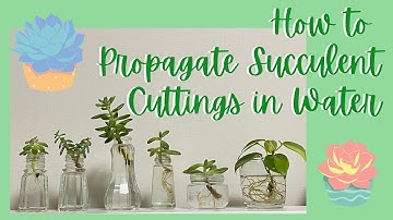 How to Propagate Succulent Cuttings in Water