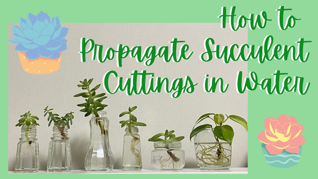 How to Propagate Succulent Cuttings in Water