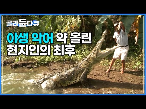 집채만 한 야생 악어 먹이로 약 올리더니 결국… 한시도 긴장을 놓을 수 없는 아찔한 대치 상황│<strong>코스타리카</strong> 악어 투어│세계테마기행│#골라듄다큐