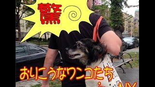 ニューヨークの地下鉄が バッグに入らない動物は持ち込み禁止 その結果ニューヨーカーたちがとった行動ｗｗｗｗｗｗｗ はちま起稿