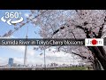【Japan-360° VRvideo】Sumida River in Tokyo, Cherry blossoms viewing 桜(Sakura) 【TOKYO SKYTREE】