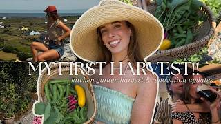 MY FIRST KITCHEN GARDEN HARVEST! | big kitchen renovation updates | Summer in the Irish Countryside