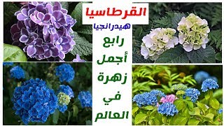 نبات القرطاسية ( الهدرانجا او الهيدرانيا) من أجمل ازهار العالم Hydrangea Macrophylla