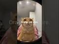Orange Funny Silly Cat Core 从 Cat Cats Core Shorts Kitten Shortsvideo Kitten Memes Funny Orange Funny Silly Cat Core 从 Cat Cats Core Shorts Kitten Shortsvideo Kitten Memes Funny