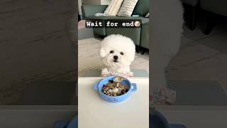Wait for end🐶 #viral #funny #pets #cute #puppy #cutepuppy #dog #puppyvideos #cutepup #cutealert